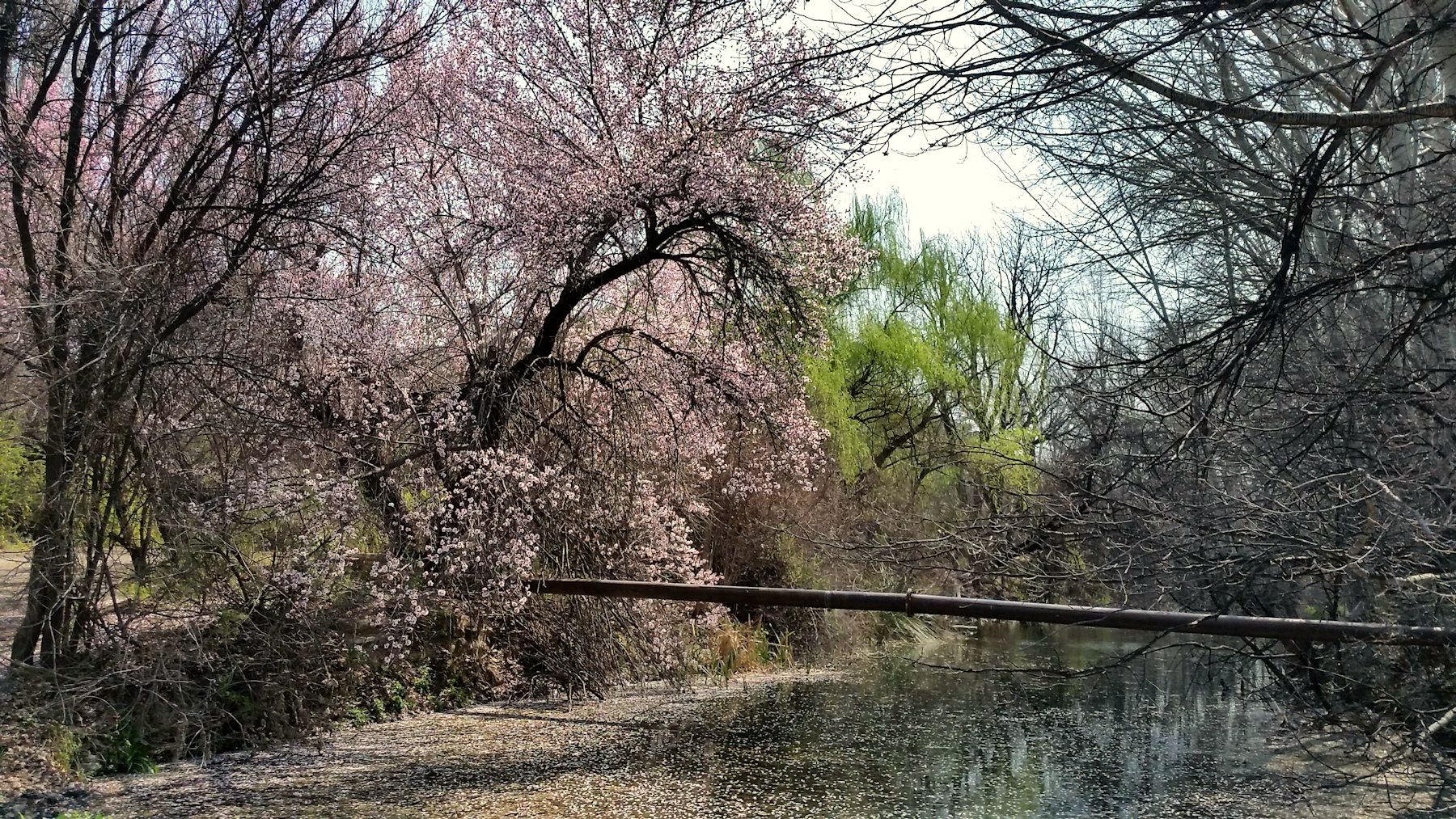 Blossoms in spring