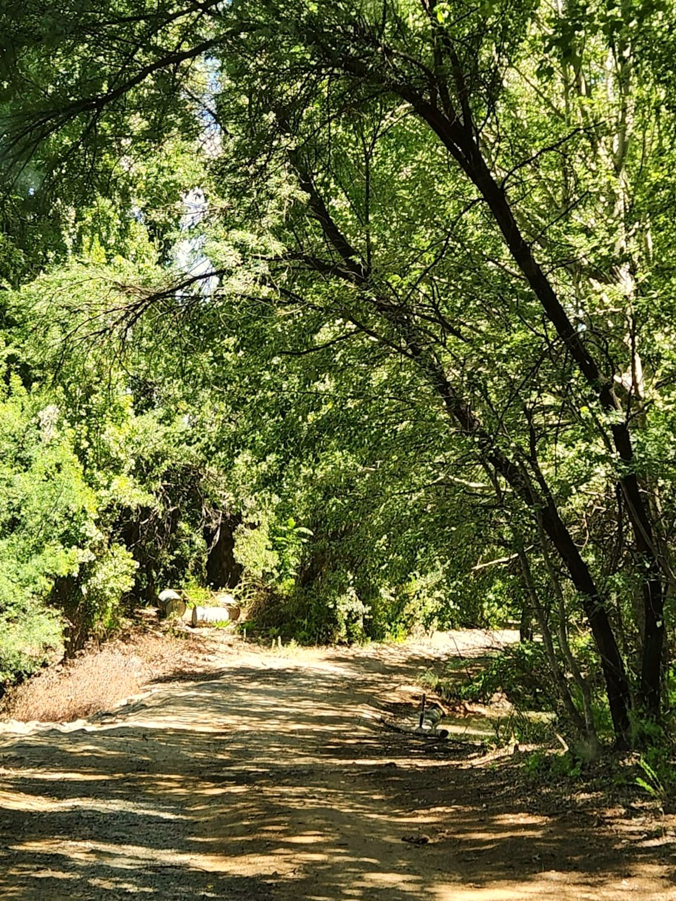 A tree-lined farm road